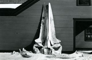 Whale Skull