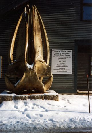 Finback whale skull
