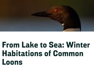 From Lake to Sea: Winter Habitations of Common Loons
