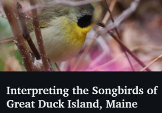 Interpreting the Songbirds of Great Duck Island, Maine