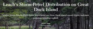 Leach's Storm-Petrel Distribution on Great Duck Island