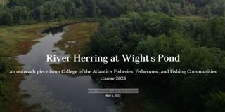 River Herring at Wight's Pond