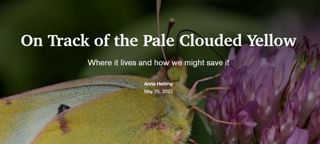 On Track of the Pale Clouded Yellow Butterfly