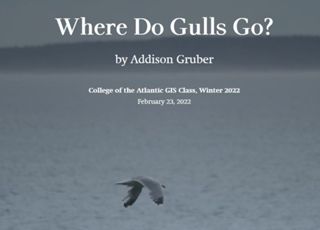 Where Do Gulls Go?