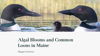 Algal Blooms and Common Loons in Maine