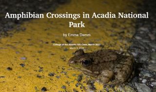 Amphibian Crossings in Acadia National