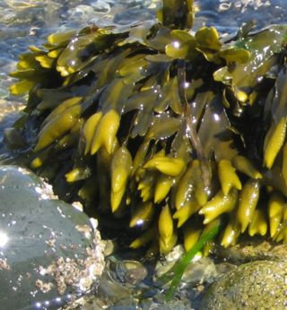 Rockweed in Frenchman Bay