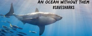 Global Restrictions on Shark Finning
