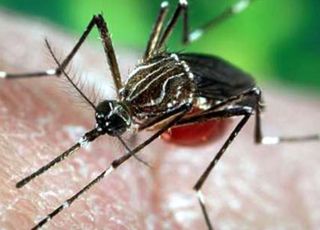 A Profile on Dengue: The Infamous Neglected Tropical Disease