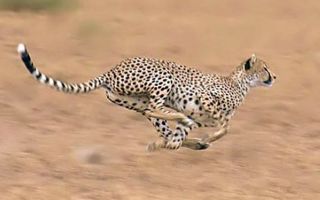 Cheetahs in Southern Africa