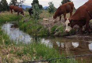 Soil, Water, Sun, Steak, an analysis of irrigation at the DD Ranch