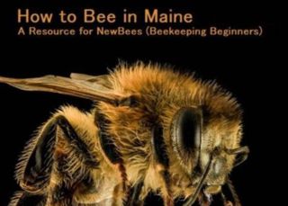 How to Bee in Maine