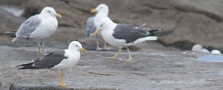 Gulls of the Gulf of Maine