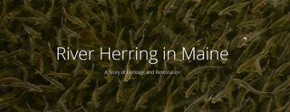 River Herring in Maine