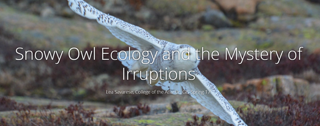 Snowy Owl Ecology and the Mystery of Irruptions