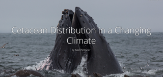 Cetacean Distribution in a Changing Climate