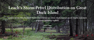 Leach's Storm-Petrel Distribution on Great Duck Island