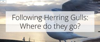 Following Herring Gulls: Where do they go?