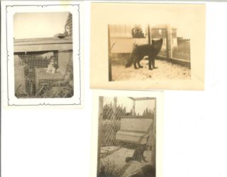Hadlock Fur Farm