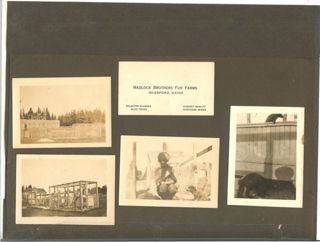 Hadlock Bros. Fur Farm Islesford Me