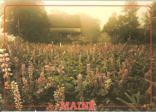 Lupines in Fog