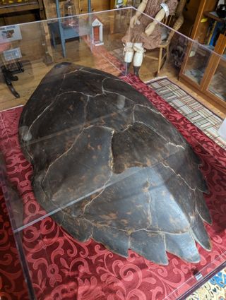 Hawksbill Sea Turtle - Eretmochelys imbricata