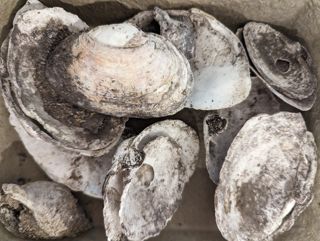 Shell Midden Remains and Photographs