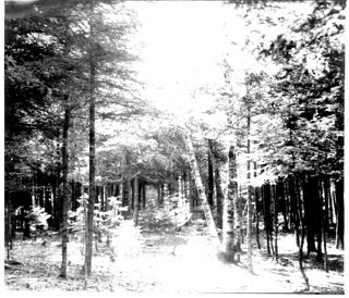Wooded Area