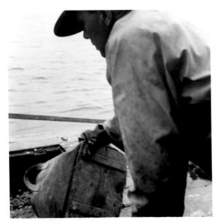 Lobsterman Emptying his Catch