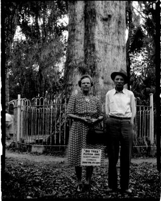 Big Tree Florida 1948