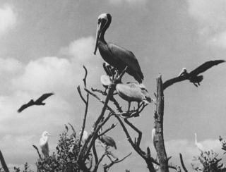 Pelicans
