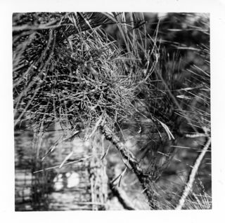 Pine Needles