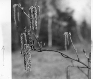 Catkins