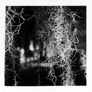 Spanish Moss