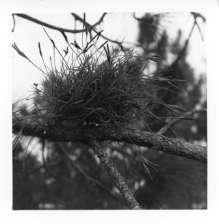 Moss Ball