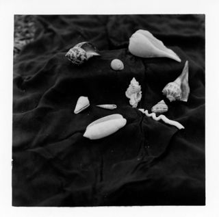 Seashells