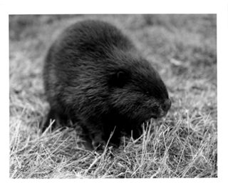 Beaver