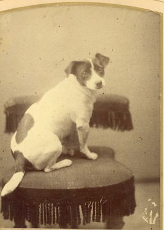 Unknown Dog