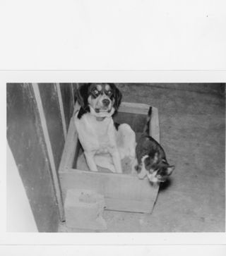 B&W photograph of a dog and cat in a wooden box
