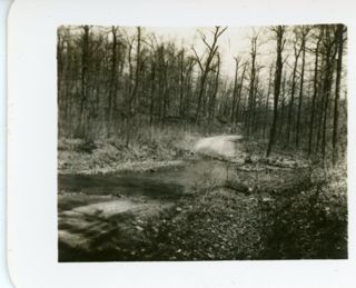 Flooded road in woods