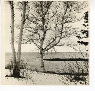 Birch in Seal Cove