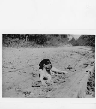 B&W photograph of a dog on the beach