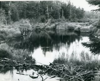 This Old Beaver Dam