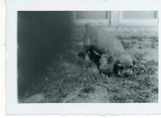 Puppy sniffing grass