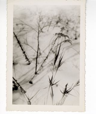 Grasses and spent flowers