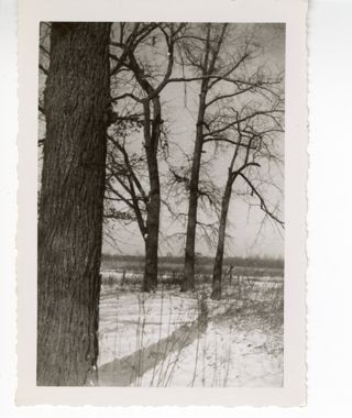 Trees in snow