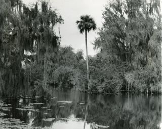 Swamp with trees draped in Spanish moss