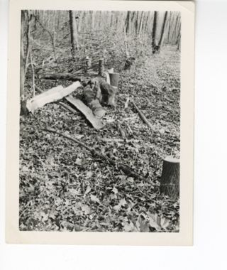 Tree stumps