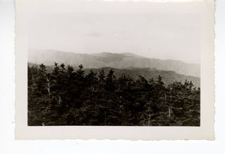 Rolling hills with pine trees