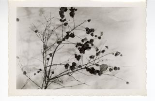 Branch in winter